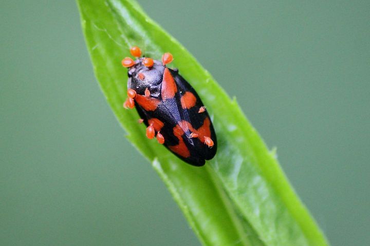 cercopis vulnerata con e senza acari